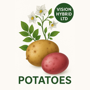 Visionhybridltd
